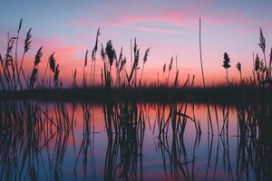 Golden Hour Marsh Sunset  Nature nature background with Cattails and Reeds photo