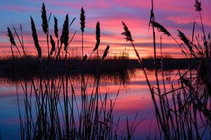 Sunset Reflection on Marsh with Cattails and Reeds nature background photo