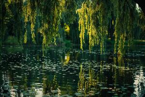 Nature nature background of Park Pond with Weeping Willow Reflections photo