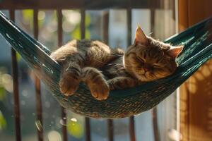 Relaxed Scottish Fold cat lounging in cozy hammock on sunlit balcony lazily watching birds flutter by photo