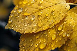 Nature Dewdrops on Intricate Patterns of Yellow Birch Leaves in Autumn nature background photo