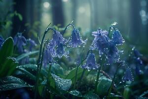 Nature Intimate Dewdrops on Delicate Bluebell Wildflowers in Forest Clearing nature background photo