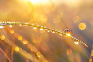 Delicate Sunlight Illuminating Single Raindrop on Blade of Grass nature background photo