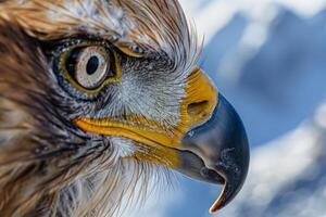 Nature  Eagles Eye with Piercing Gaze and Feather s  nature background photo