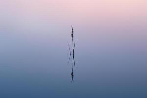 Reflection of a lone reed in a glassy marsh pond at dawn background nature photo