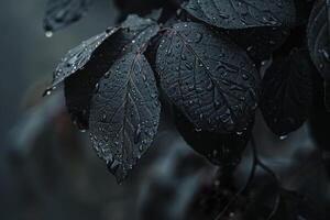 Rainsoaked leaves on a foggy morning evoking a sense of quiet solitude background nature photo