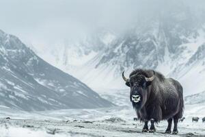 Musk Oxen Proudly Standing in Snowy Valley with Rugged Mountains in the Background Nature photo