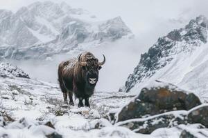 Musk Oxen Proudly Standing in Snowy Valley with Rugged Mountains in the Background Nature photo