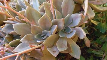 Echeveria multicaulis, copper leaf or copper rose photo