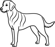 Labrador line art, Labrador line drawing, Labrador outline drawing,Labrador illustrations vector