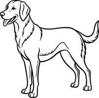 Labrador line art, Labrador line drawing, Labrador outline drawing,Labrador illustrations vector