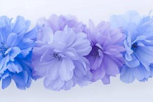 Beautiful Abstract Color Purple and Blue Flowers on White Background in Nature Background photo