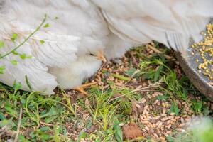 A small yellow and white chick hides under the wing of its mother hen after hatching, seeking warmth and protection while resting on the grass in the chicken coop outdoors, photo