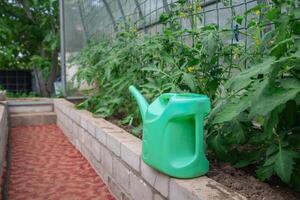 A green watering can installed on a brick curb in a greenhouse is used to water flowering tomato plants suspended on a mesh support photo