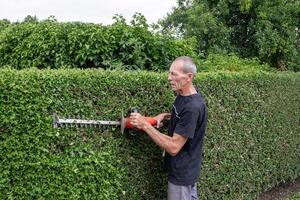 professional gardener in work clothes trimming thorny holly hedge with electric hedge trimmer in backyard garden enjoying work on warm sunny day, photo
