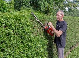Friendly gardener in work clothes trimming thorny holly hedge with electric hedge trimmer in backyard garden enjoying work on warm sunny day, photo