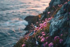 Seabirds on Coastal Cliff with Sea Thrift in Nature Background photo