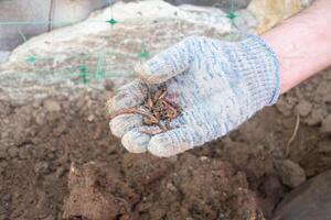 Gardener wearing gloves is holding a handful of earthworms, essential for composting and improving soil health, promoting a natural and sustainable approach to gardening photo