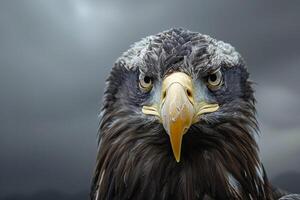 Nature Background Portrait of a Bald Eagle with Intense Eyes Against a Cloudy Sky Nature Background photo