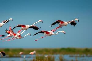 Dynamica Flock of Flamingos Taking Flight Over a  Salt Marsh with Their Pink Feathers Contrasting Against the Blue Sky Nature Background photo