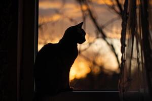 siamés gato encaramado graciosamente en un ventana umbral silueta por un maravilloso puesta de sol cielo con un suave brisa suavemente fruncir el ceño sus piel creando un elegante naturaleza belleza. naturaleza antecedentes foto
