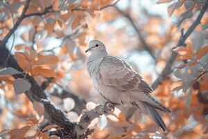 Infrareda Mourning Dove Perched on a Tree Branch with Surreal Glowing Foliage and Nature Background photo