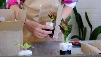 A female florist securely packs small house plants with varietal aglaonemes to deliver the parcel to the buyer. Fixation of the plant, careful packaging in a box, without damage. video