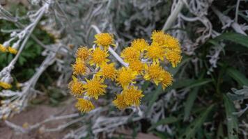 Jacobaea leucophylla, Senecio leucophyllus or Cineraria maritima photo