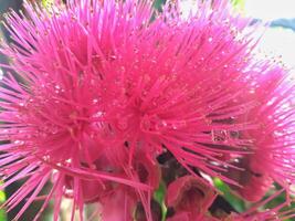 Malay apple flower. Malay apple or Syzygium malaccense is a kind of popular fruit tree originally from Indo-Malayan-Region or South East Asia. photo