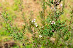 Leptospermum scoparium, commonly called manuka is a species of flowering plant in the myrtle family Myrtaceae, native to south-east Australia and New Zealand. photo