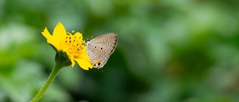 A swordtail butterfly with brown wings resting on a yellow flower in a garden during summer. In the parks. photo