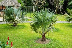 Brahea armata, commonly known as Mexican blue palm or blue hesper palm, is a large evergreen tree of the palm family Arecaceae. photo
