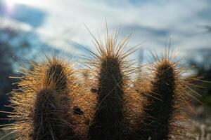Nichol's hedgehog cactus, golden hedgehog cactus Echinocereus nicholii, Desert landscape with cacti photo