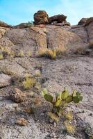 Arizona Cacti, Engelmann prickly pear, cactus apple Opuntia engelmannii, cacti in the winter in the mountains photo
