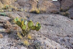 Arizona Cacti, Engelmann prickly pear, cactus apple Opuntia engelmannii, cacti in the winter in the mountains photo