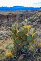 Arizona Cacti, Engelmann prickly pear, cactus apple Opuntia engelmannii, cacti in the winter in the mountains photo