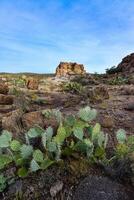 Arizona Cacti, Engelmann prickly pear, cactus apple Opuntia engelmannii, cacti in the winter in the mountains photo
