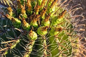 Yellow fruits with seeds on top of a large cactus Ferocactus. Arizona, USA photo