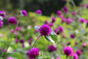 Globe amaranth beautiful fresh flower photo