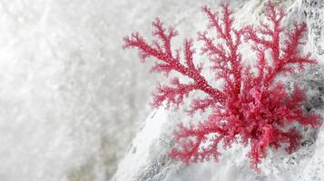 Agar Gelidium from red algae. Red canten on white stone photo