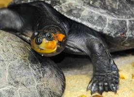 Turtles with red ears behind glass terrarium photo