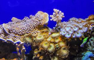 Zoanthids Zoantharia also called Zoanthidea, sea anemones in a marine aquarium photo