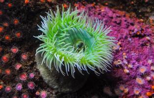 Giant Green Anemone or Anthopleura sp. in a marine aquarium photo