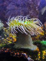 Giant Green Anemone or Anthopleura sp. in a marine aquarium photo