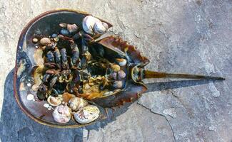 Mollusks Crepidula -Gastropoda- attached to the shell of a horseshoe crab photo