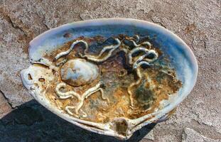 Mollusks Crepidula -Gastropoda- attached to the shell on the sandy shore of a beach near Brighton Beach photo
