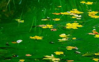 Yellow leaves in autumn on the surface of green water in the lake, Uman photo