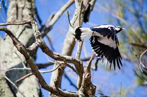 Magpie lark bird flying in a forest, also known as wee magpie, peewee, peewit, mudlark or Murray magpie, is a passerine bird native to Australia. photo