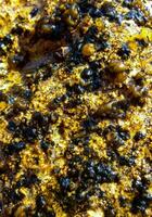 Stone fouling with blue-green, diatoms and green unicellular algae at low tide, Black Sea photo