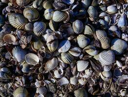 Shells of the bivalve mollusk Cerastoderma, Lentidium in the tidal zone of the coast in the lower reaches of the Tiligul estuary, Ukraine photo